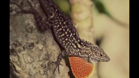 The lizards sitting in the sun