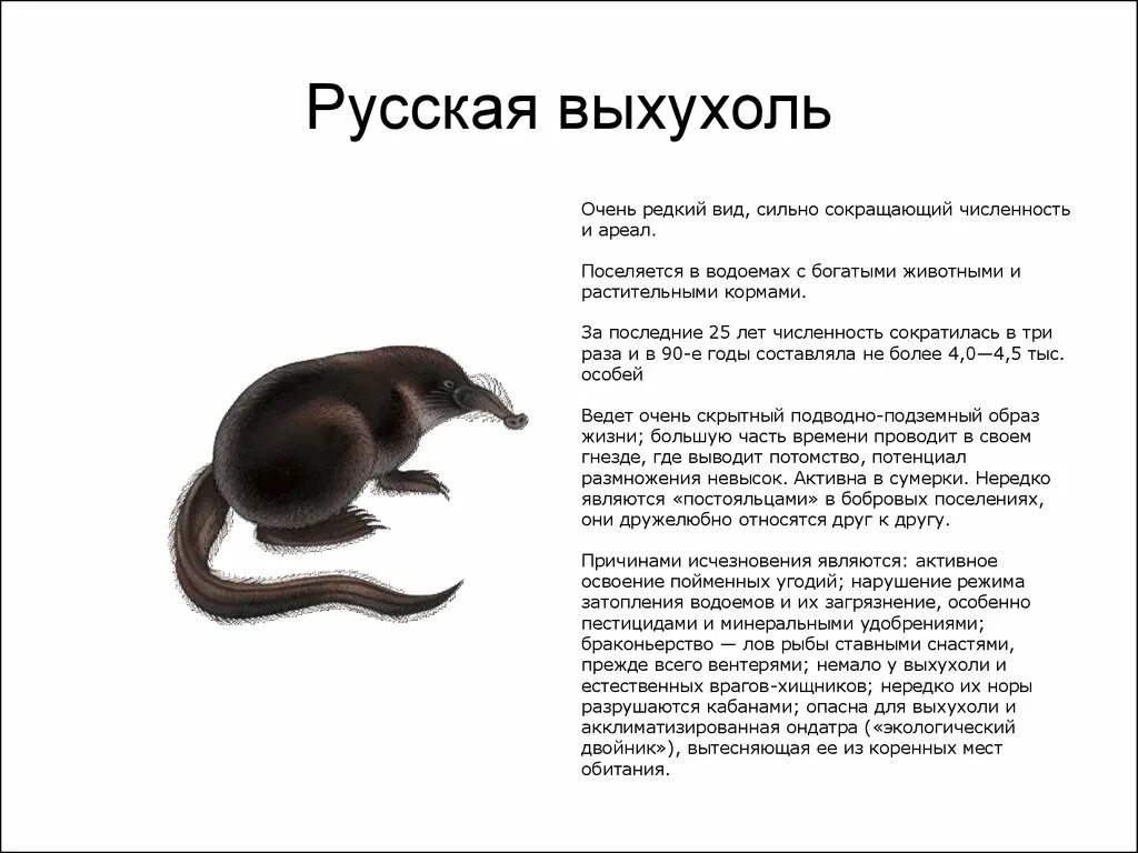 Выхухоль численность. Животное выхухоль. Выхухоль численность. Презентация на тему выхухоль. Выхухоль численность.