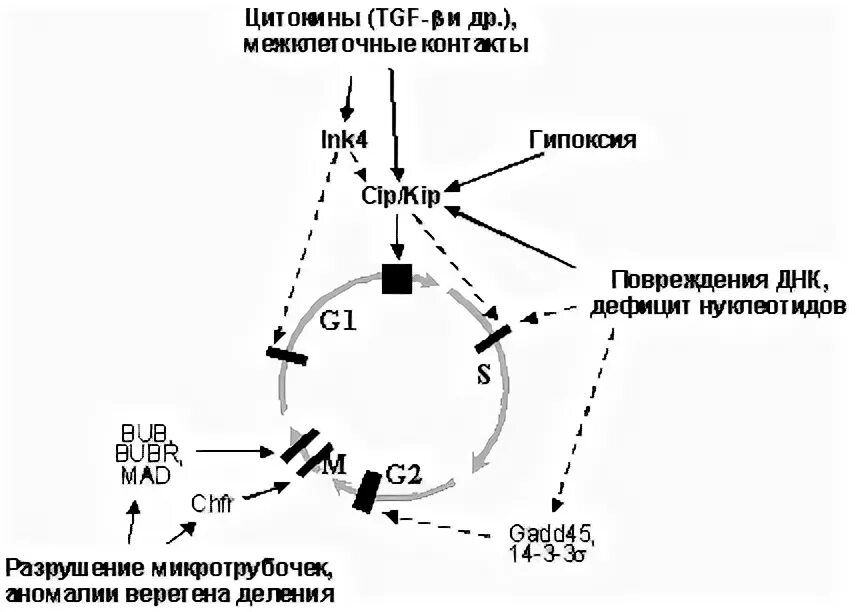 Нарушение клеточного цикла с помощью микротрубочковых ядов. Клеточный цикл. точка рестрикции в клеточном цикле. механизмы остановки клеточного цикла в ответ на повреждение днк.