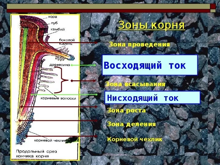 Восходящий и нисходящий ток. Восходящий ток у растений. Восходящие и нисходящие токи веществ. Восходящий и нисходящий ток веществ в растении.