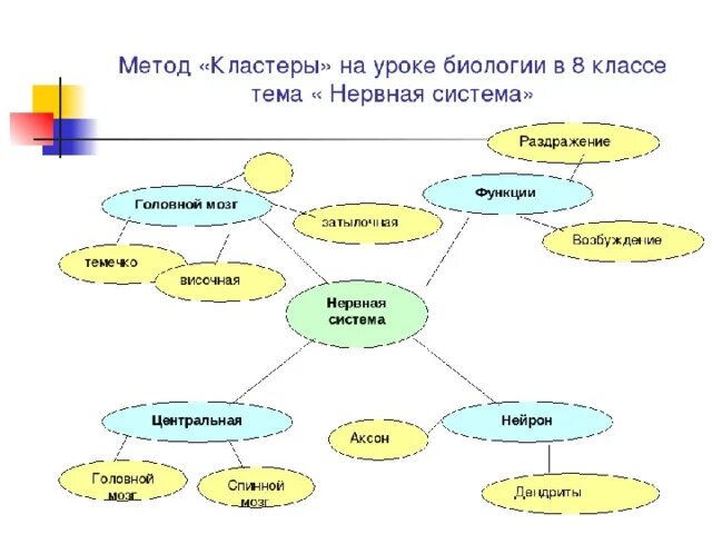 Строение нервной системы кластер. Метод кластера на уроке. Метод кластера на уроке биологии. Методики на уроках биологии.