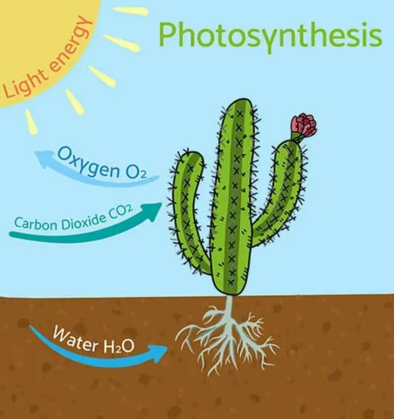 Внешнее строение кактуса сыча. Фотосинтез кактуса. Фотосинтез суккулентов. Строение кактуса. Процесс фотосинтеза у кактуса.