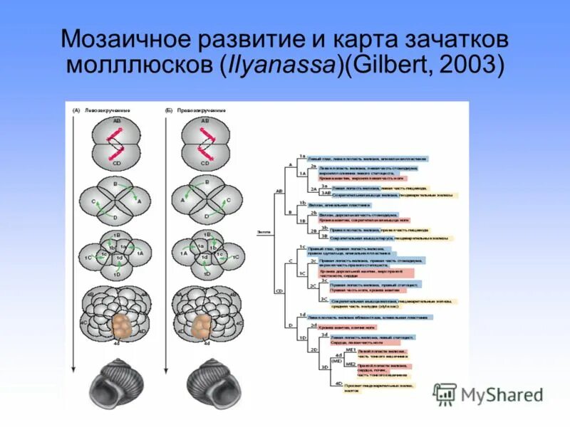 Мозаичное развитие