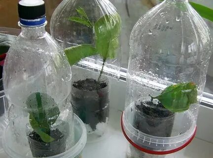 Укоренение черенков лимона