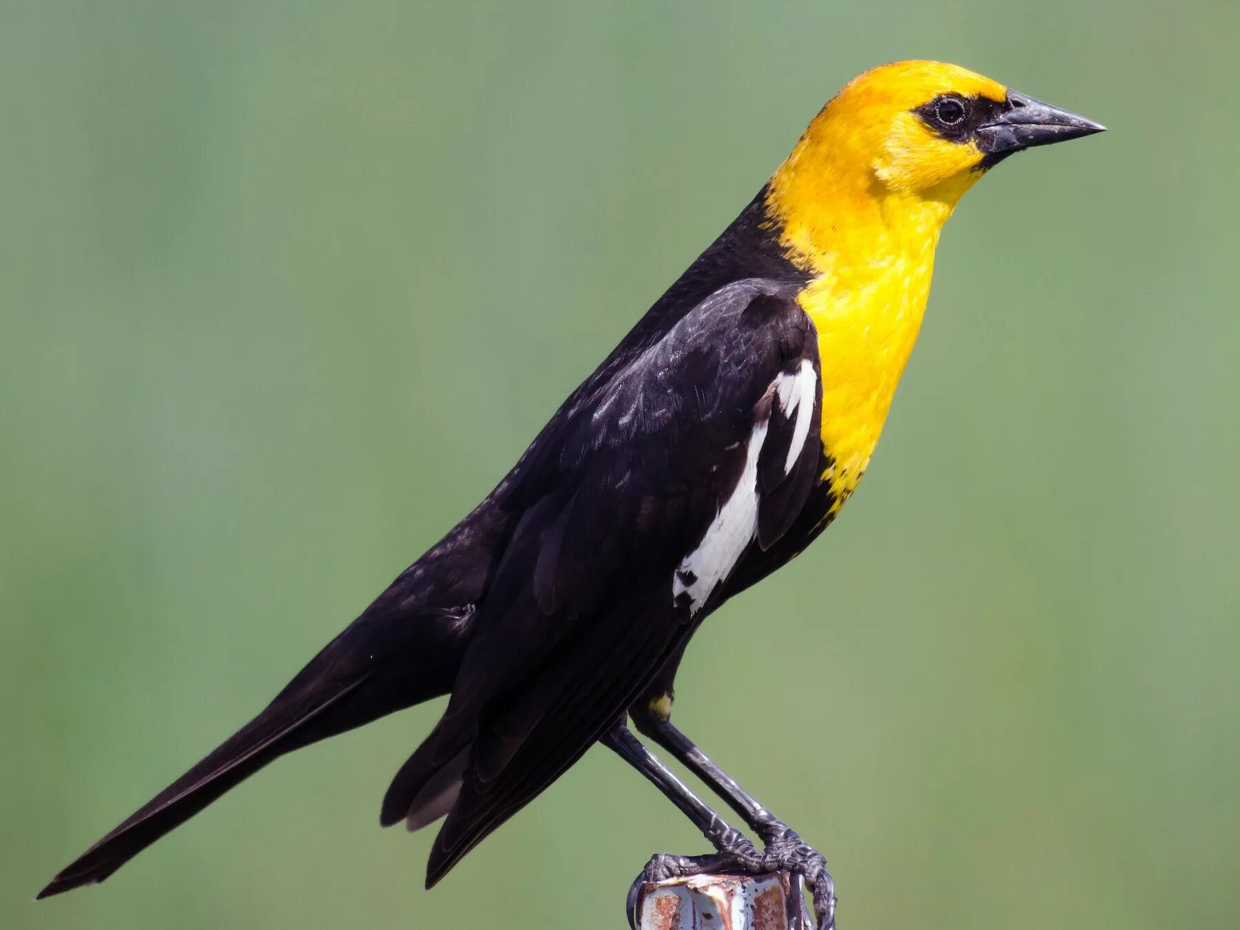 Желтоголовый чёрный трупиал. Желтоголовый трупиал. Yellow headed. Yellow headed blackbird. Yellow headed.