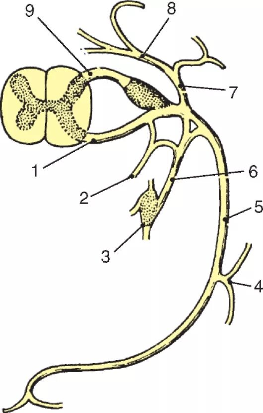 Срез спинномозгового нерва. Соединительная ветвь спинномозгового нерва. Формирование спинномозгового нерва его ветви. Схема формирования спинномозгового нерва. Ветви спинномозгового нерва и их функции.