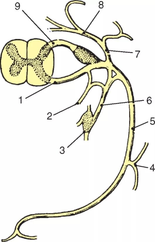 Строение нерва рисунок. Схема образования спинномозгового нерва. Ветви спинномозгового нерва схема. Образование и ветви спинномозгового нерва (схема):. Схема формирования спинномозгового нерва.