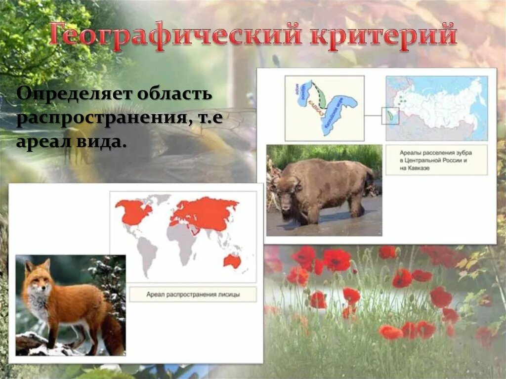 Понятие о виде критерии вида. Географический критерий вида. Эколого-географический критерий вида. Географический критерий. Географический критерий вида.