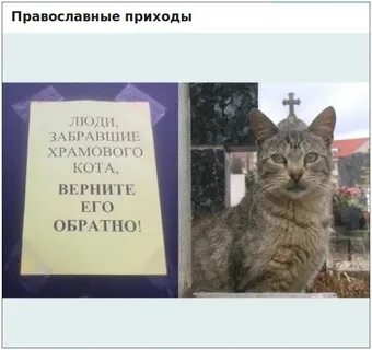 Обратный кот