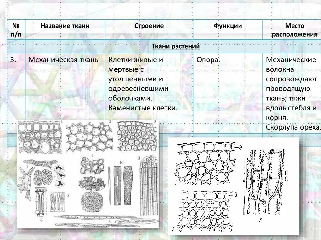 Ткани растений. Типы тканей растений. Ткани растений и животных. Ткани растений строение и функции.