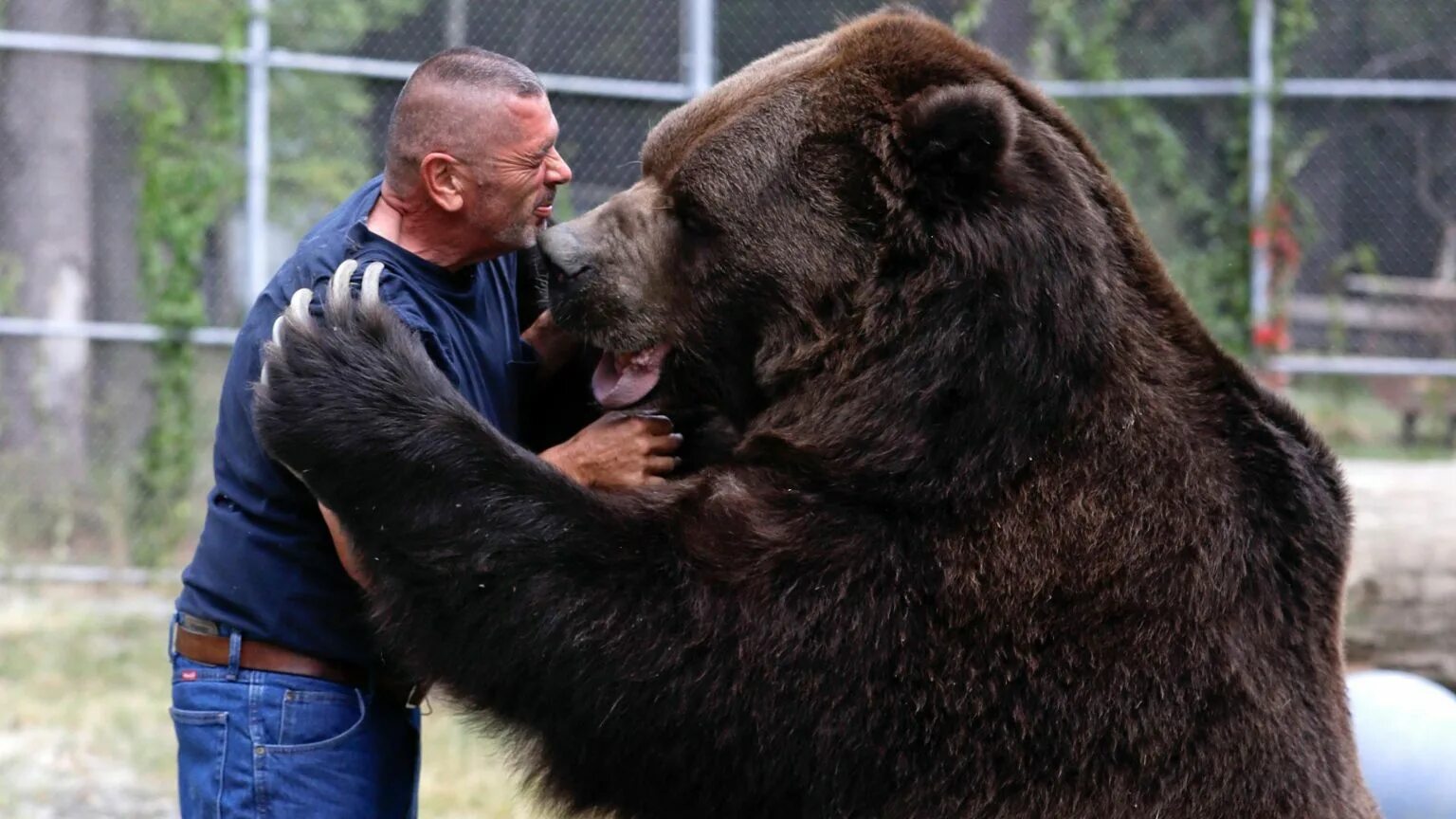 He can t bear. Джим и Джимбо. Джим Ковальчик и 22-летний медведь Джимбо. Бурый медведь Кадьяк. Большой бурый медведь Кадьяк.