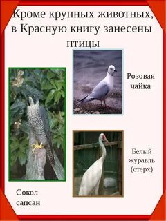 Красная книга список птиц
