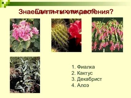 Примеры декоративных растений