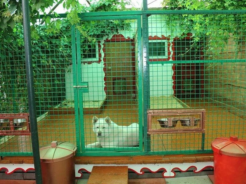 домашняя передержка собак. гостиница для собак. домашняя передержка собак. гостиница для собак вольер. гостиница для животных.