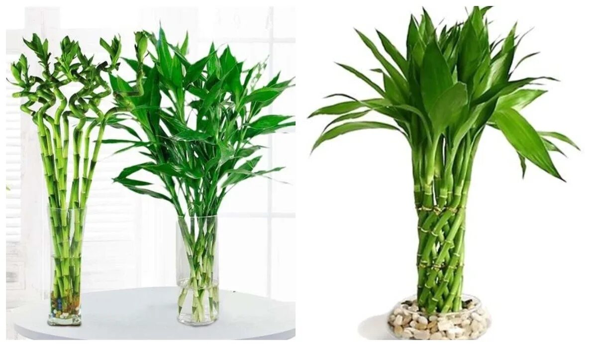 Драцена Сандера Пальма. Драцена Сандера Dracaena sanderiana. Драцена Сандера цветение. Драцена Сандера отросток