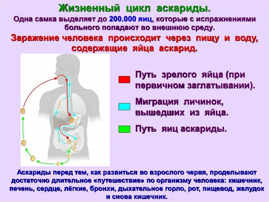 Какие продукты источник аскаридоза. Схема развития человеческой аскариды. Цикл развития аскариды. Жизненный цикл аскариды человеческой. Цикл развития аскариды человеческой схема.