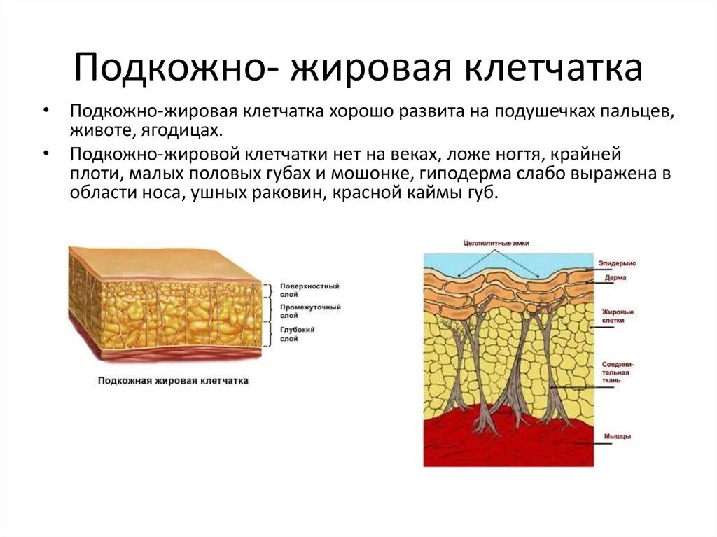 Какие функции имеет кожа. Строение подкожной жировой клетчатки. Гиподерма подкожная жировая клетчатка строение. Ячеистая подкожно жировая клетчатка. Подкожная жировая клетчатка образована тканью.