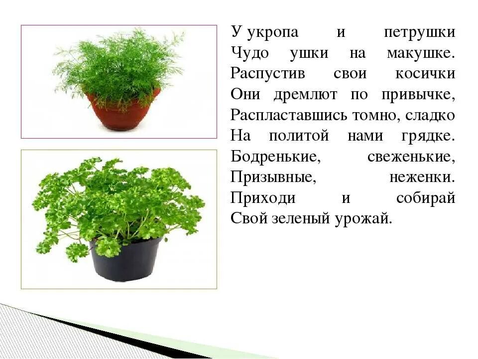 Укроп стихи. Петрушка душистая. Трава петрушка Огородная. Петрушка описание. Посадка укропа для детей.