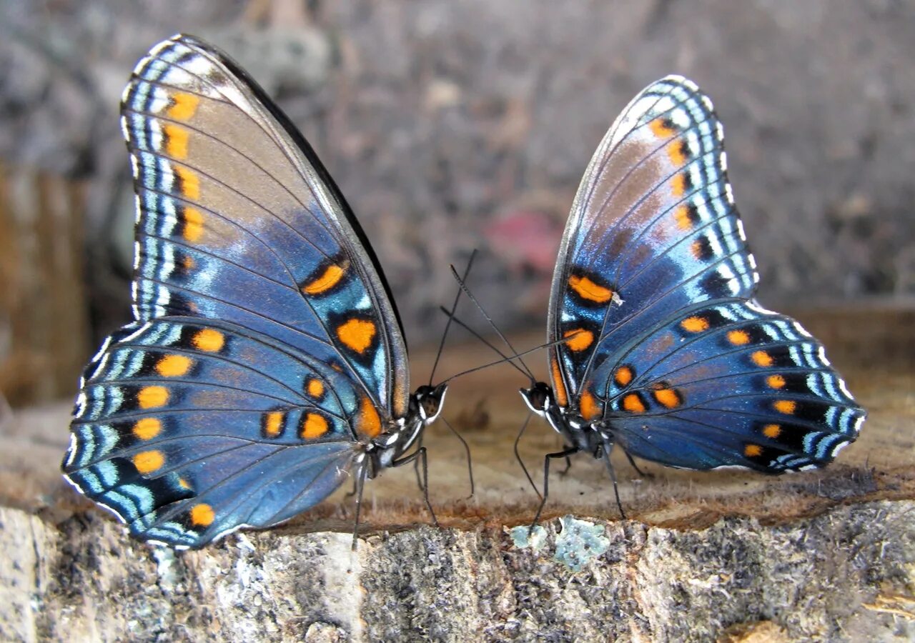 Бабочки вб. Бабочка крапчатый Арлекин. Олимпиус Инферно бабочка. Капалак расми. Красивые бабочки.
