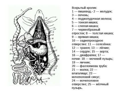 Строение кролика