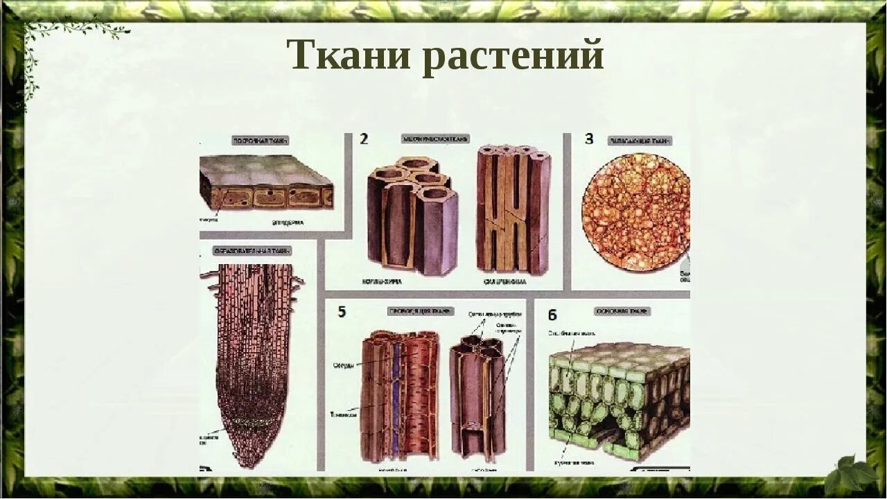 Изображение ткани растений. Строение растения ткани в биологии. Строение тканей 6 класс биология. Изображение тканей растений 6 класс биология. Растительные ткани 6 класс биология.