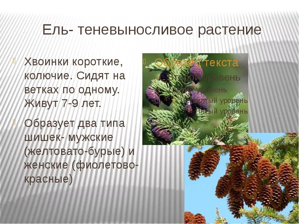 Хвойные растения и их значение. Голосеменные растения 5 класс биология. отдел голосеменные биология 6 класс. отдел голосеменные ель. голосеменные растения ель по биологии.