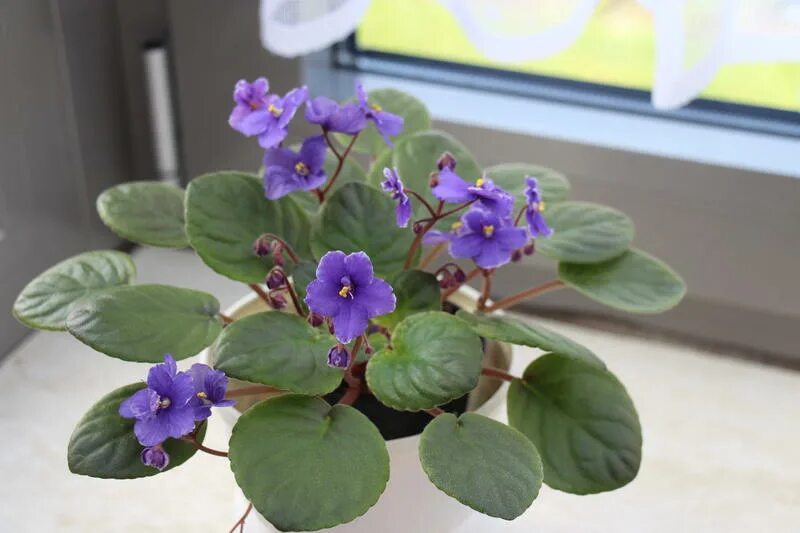 Фиалка 23 река волга. 23 река енисей фиалка. Фиалка река таруса. Фиалка река енисей. Фиалка 23 река волга.