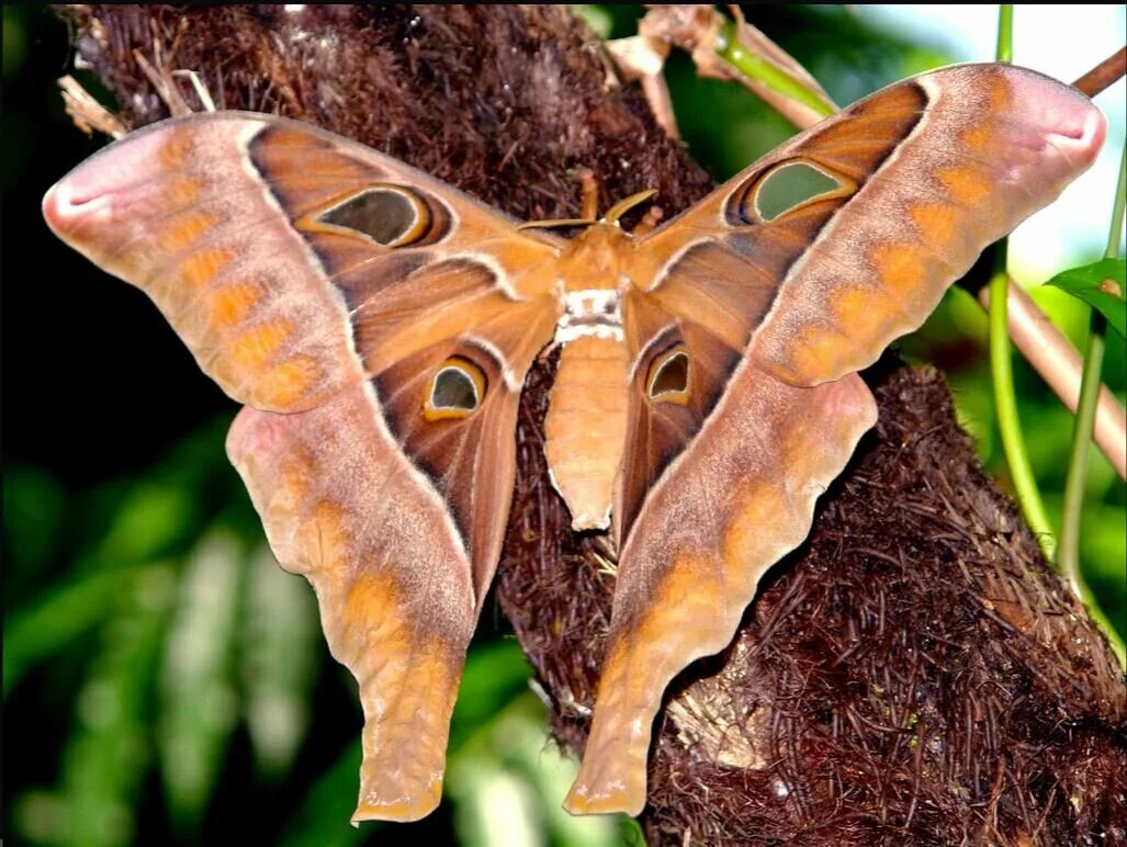 Крупные бабочки фото. Ночной павлиний глаз байкал. Павлиноглазка атлас attacus atlas. Бабочка павлиноглазка атлас. Павлиноглазка атлас attacus atlas.