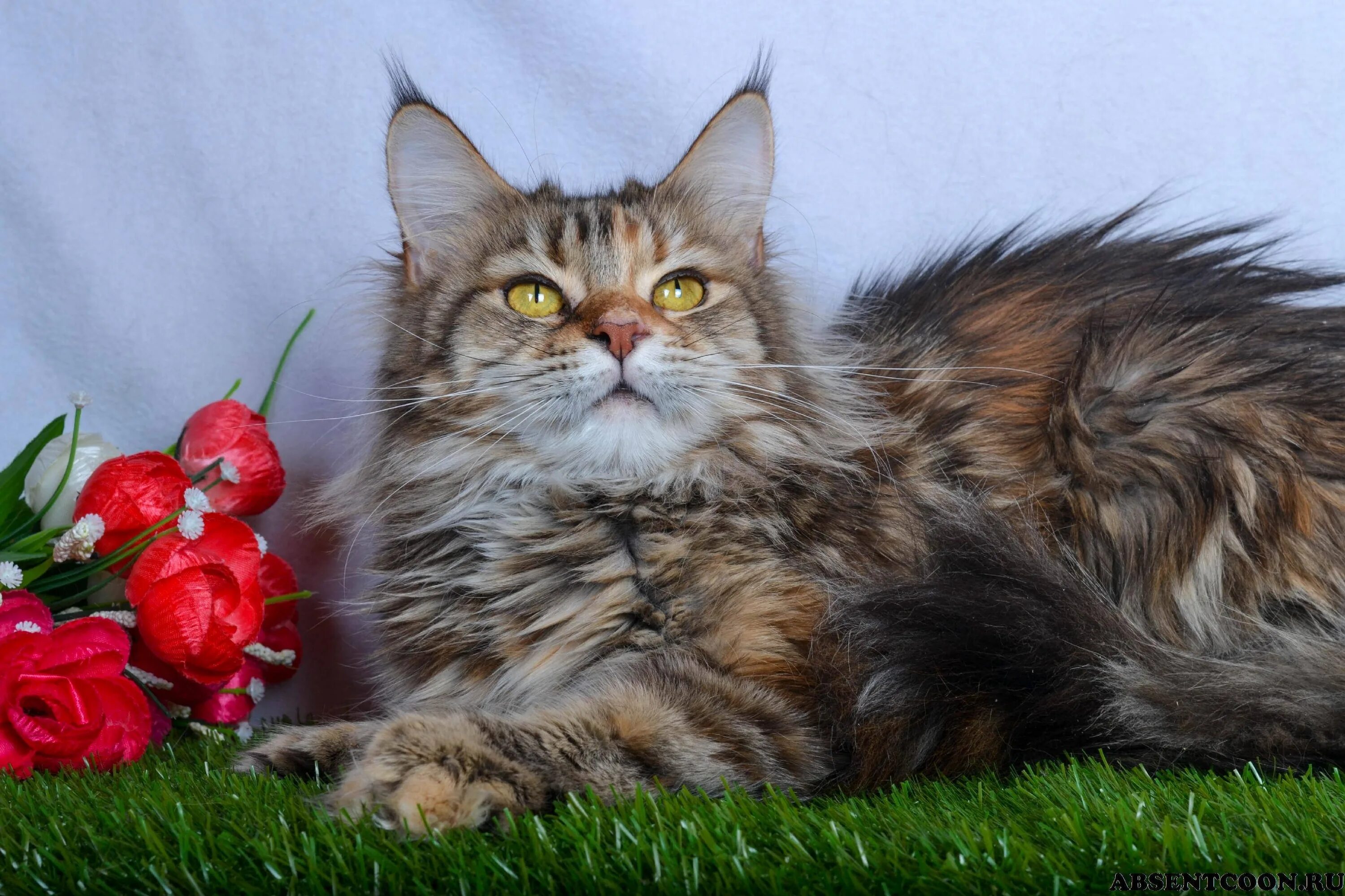 Мейн кун микс. Британский мейн кун. Мейн-кун. Мейн кун микс. Мейн кун микс.