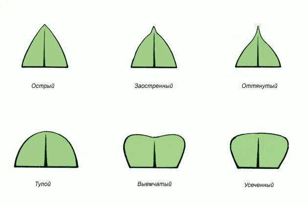 Формы верхушек листьев. Типы основания листа. Форма основания края и верхушки листовой пластинки. Формы верхушек листьев. Лист по форме основания листовой пластинки.