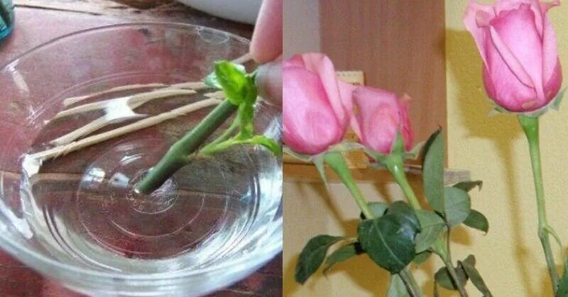 Как вырастить розу из стебля покупной розы. Укоренение черенков роз в воде. укоренить розу из букета. черенковать розы из букета. черенок розы из букета.