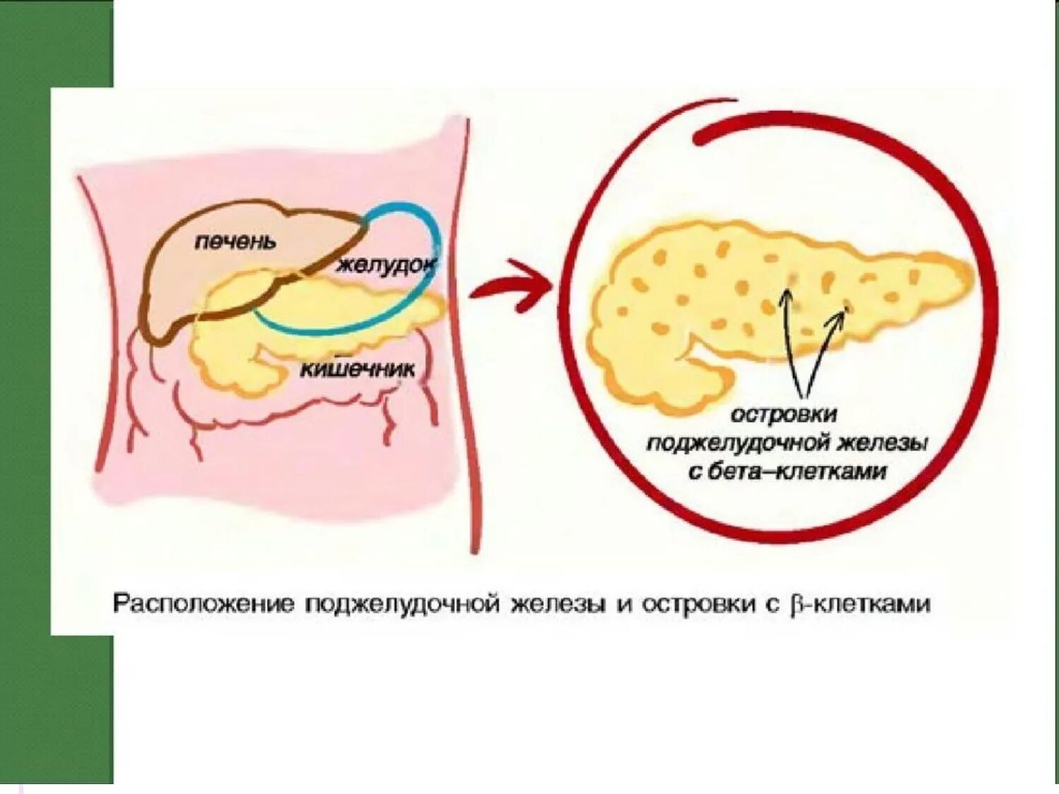 Инсулин гормон клеток островков лангерганса. Поджелудочная железа бета клетки инсулин. Бета клетки островков поджелудочной железы. Клетки Лангерганса поджелудочной железы. Бета-клетках островков Лангерганса поджелудочной железы..