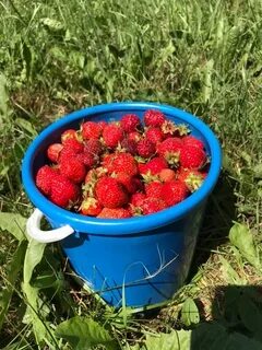 Клубника л