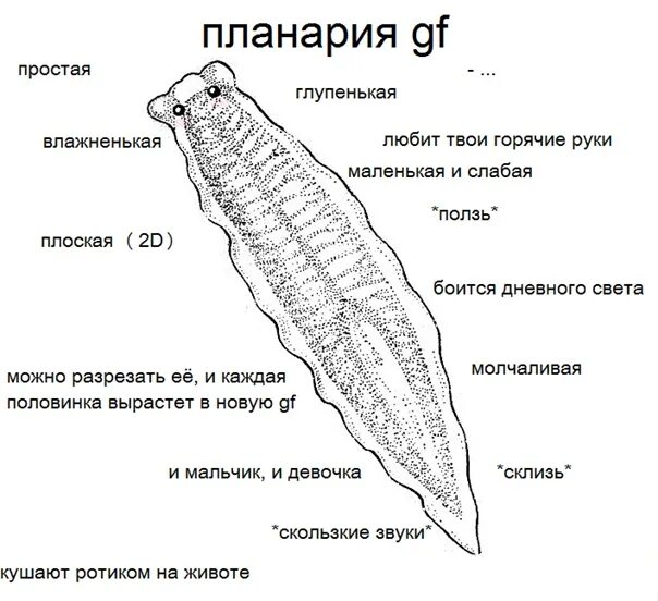 Как выглядит белая планария Тело планарии состоит из: найдено 79 изображений