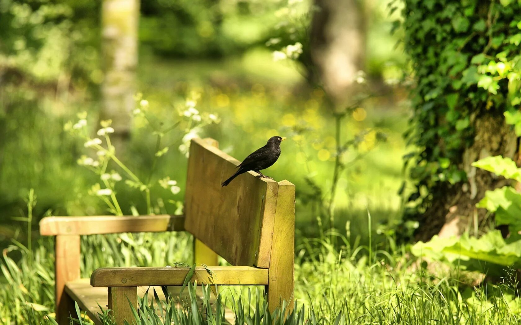 Природа птицы. Птицы в лесу. Птицы в саду. Птицы в весеннем саду. Природа пение птиц для сна