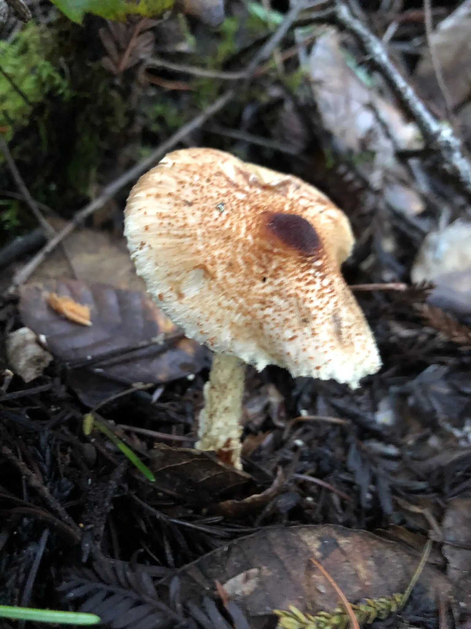 Лепиота коричнево красная фото Лепиота шерстистообутая (Lepiota clypeolaria) Picture Mushroom
