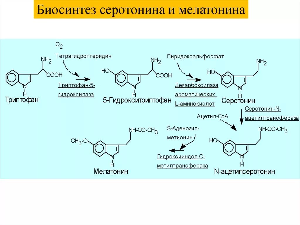 Как действует серотонин