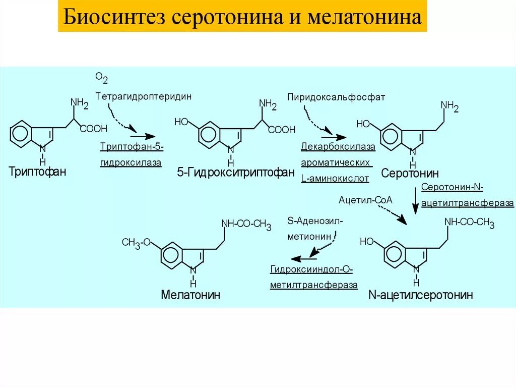 Синтез мелатонина. Синтез мелатонина из триптофана. Механизм действия мелатонина биохимия. Мелатонин Синтез биохимия. Схема синтеза мелатонина.