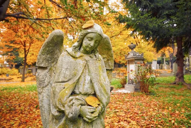 Девушка с крыльями ангела. Angel leaves. Ангел осень девушка. Angel leaves. Фотосессия с крыльями осень.