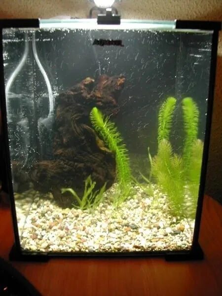 Аквариум акваэль 30 литров. Aquael аквариум 30. Aquael 30 л. Аквариум акваэль кубик. Aquael shrimp set 20.