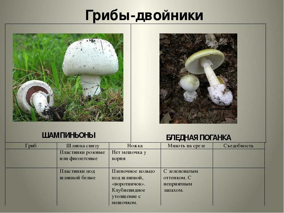 Как отличить поганку от шампиньона. Гриб двойник бледной поганки. грибы двойники двойник двойник шампиньон. шампиньон ложный двойник опасный. опасный гриб двойник шампиньона.