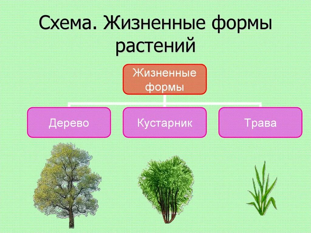Жизненные формы растений деревья. Растения разных жизненных форм. Три жизненные формы растений. Различные жизненные формы растений. К какому классу относится растение схема