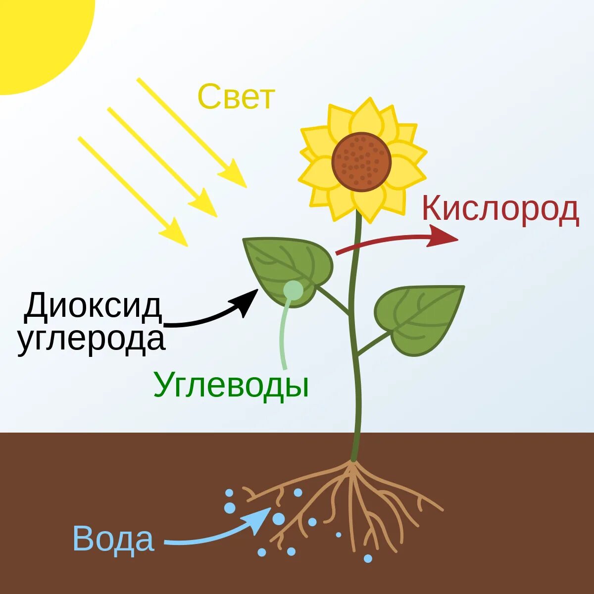 Растения на свету поглощают кислород или нет