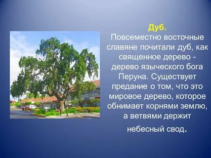 Какие деревья священные