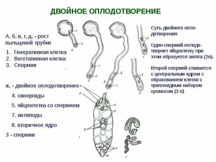 Генеративная клетка набор хромосом
