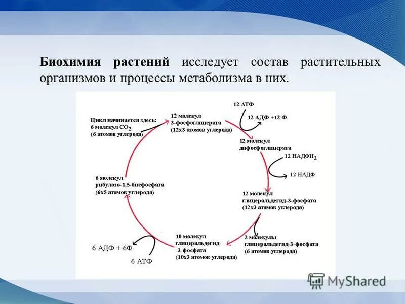 Биохимия и микробиология. Биохимия. Введение в биохимию. Физиология и биохимия растений.