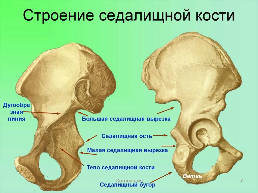 Область подвздошной кости. Седалищная кость анатомия. Седалищные кости таза анатомия строение. Анатомическое строение седалищная кость. Строение таза седалищная кость.