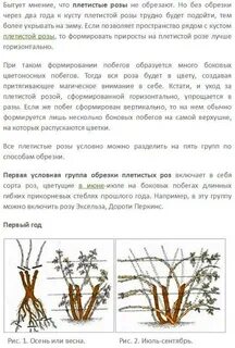 Первый год посадки