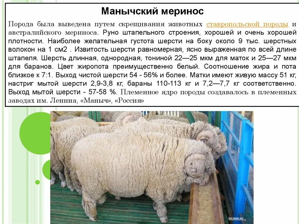 Манычский меринос порода овец. Мериносы порода овец вес. Порода Баранов меринос. Ставропольский меринос порода овец. Сколько вес барана