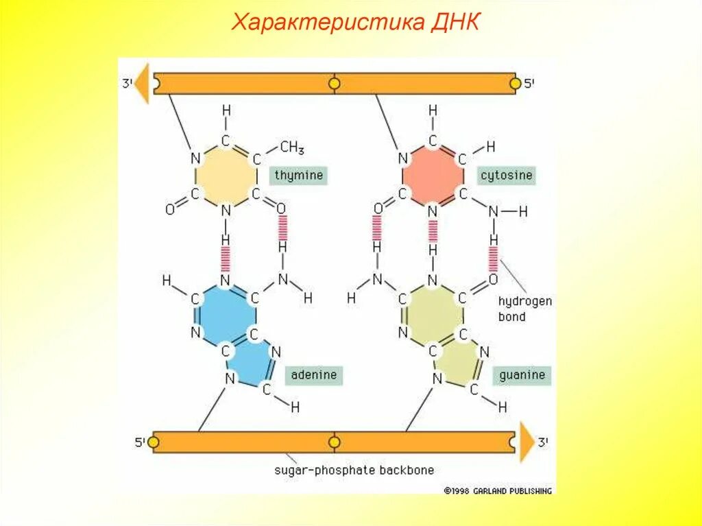 Состав днк рнк атф. Днк рнк атф. днк рнк атф расшифровка. нуклеиновые кислоты атф. биология рнк днк атф.